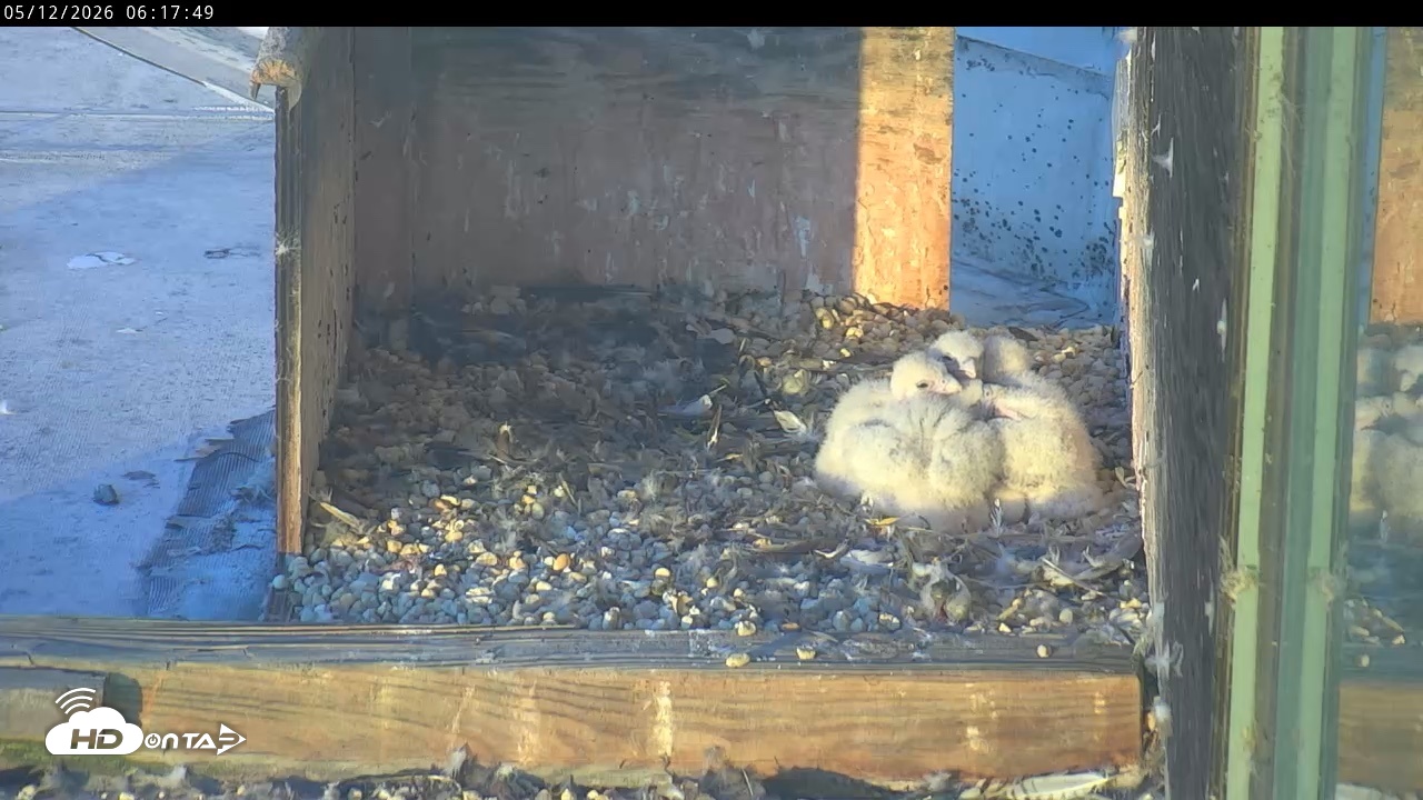 Snapshot of PA Peregrine Falcon Cam Live Webcam taken May 12, 2026, 6:10am EDT