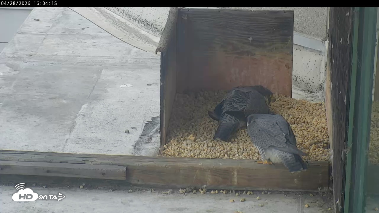 Snapshot of PA Peregrine Falcon Cam Live Webcam taken Apr 28, 2026, 3:59pm EDT