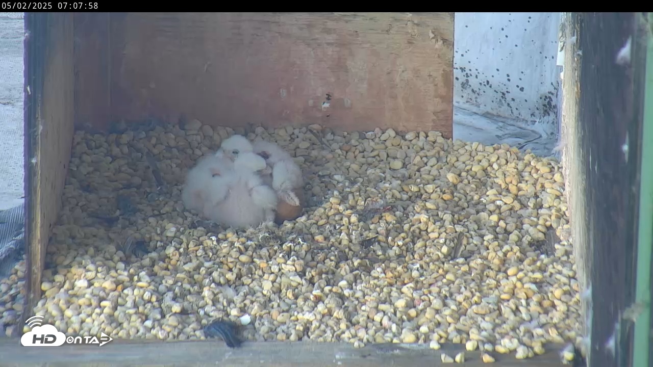 Snapshot of PA Peregrine Falcon Cam Live Webcam taken May 2, 2025, 7:04am EDT
