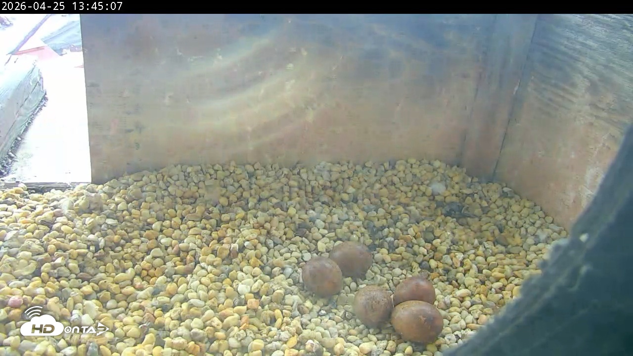 Snapshot of PA Peregrine Falcon Cam Live Webcam taken Apr 25, 2026, 1:37pm EDT