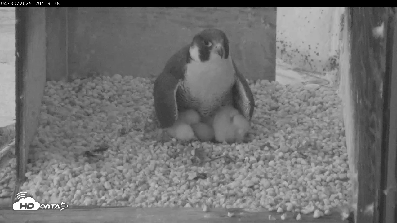 Snapshot of PA Peregrine Falcon Cam Live Webcam taken Apr 30, 2025, 8:15pm EDT
