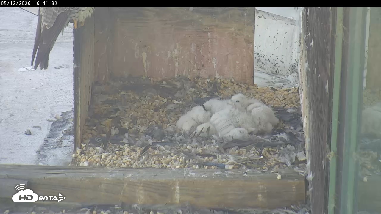 Snapshot of PA Peregrine Falcon Cam Live Webcam taken May 12, 2026, 4:34pm EDT