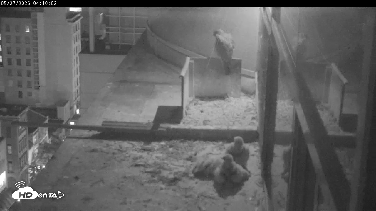 Snapshot of PA Peregrine Falcon Cam Live Webcam taken May 27, 2026, 4:03am EDT