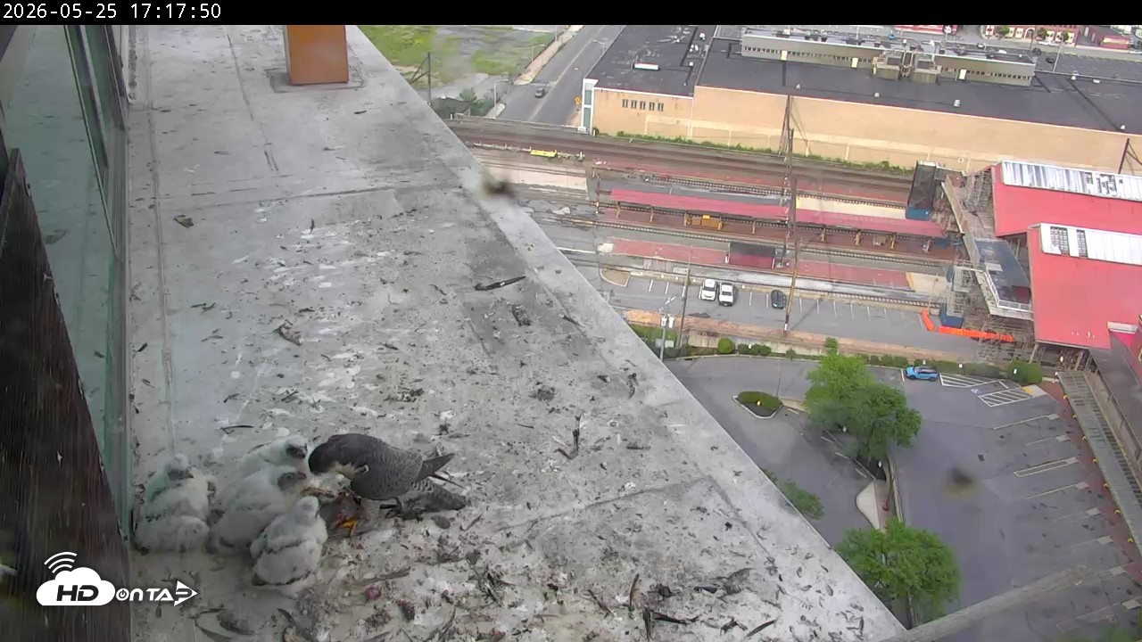 Snapshot of PA Peregrine Falcon Cam Live Webcam taken May 25, 2026, 5:29pm EDT