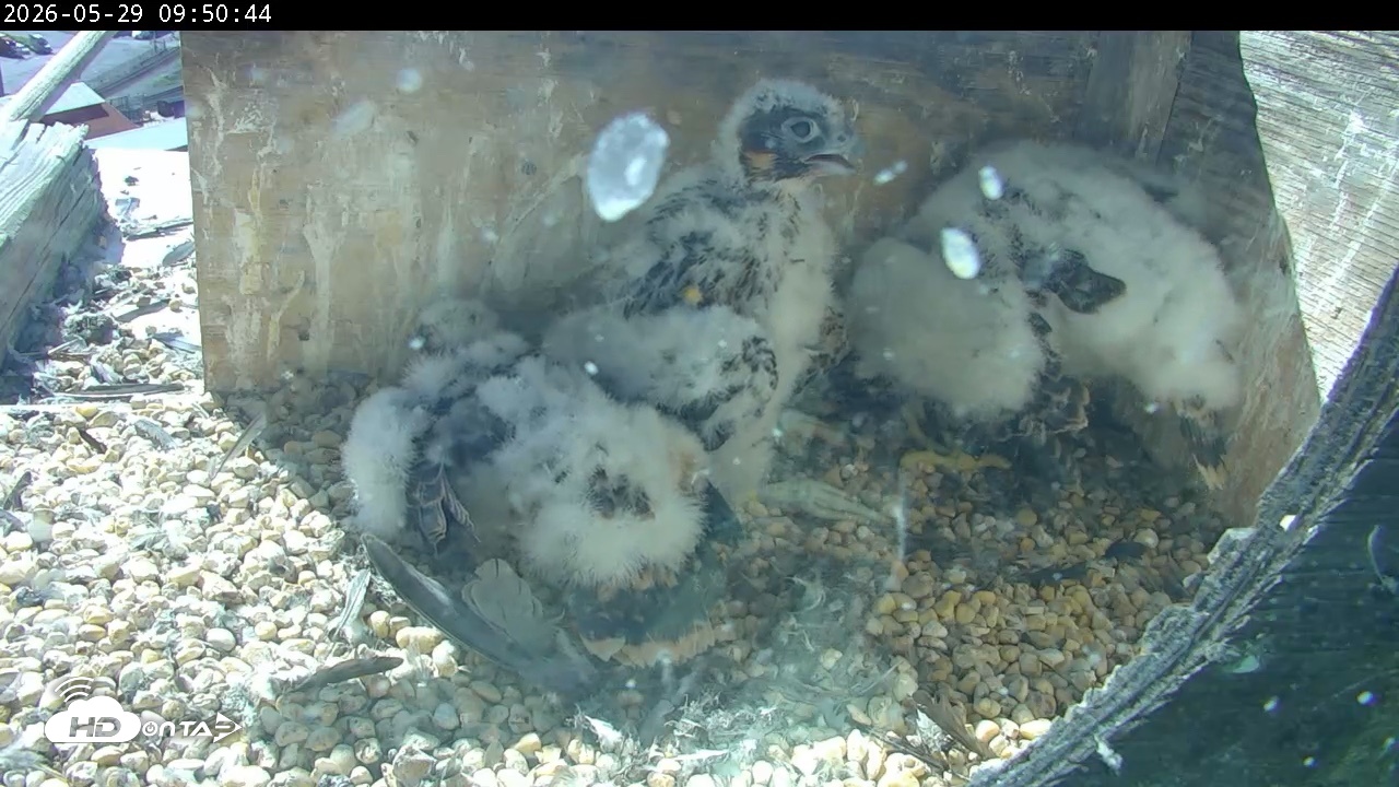 Snapshot of PA Peregrine Falcon Cam Live Webcam taken May 29, 2026, 9:44am EDT