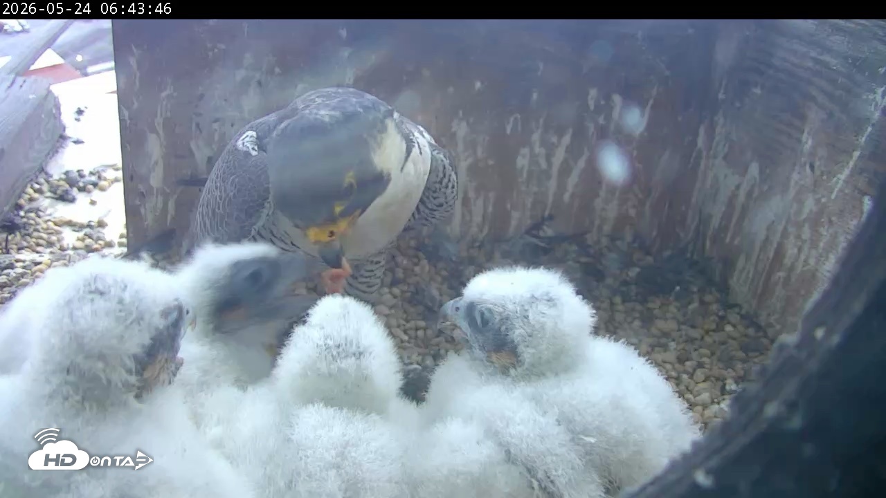 Snapshot of PA Peregrine Falcon Cam Live Webcam taken May 24, 2026, 6:37am EDT