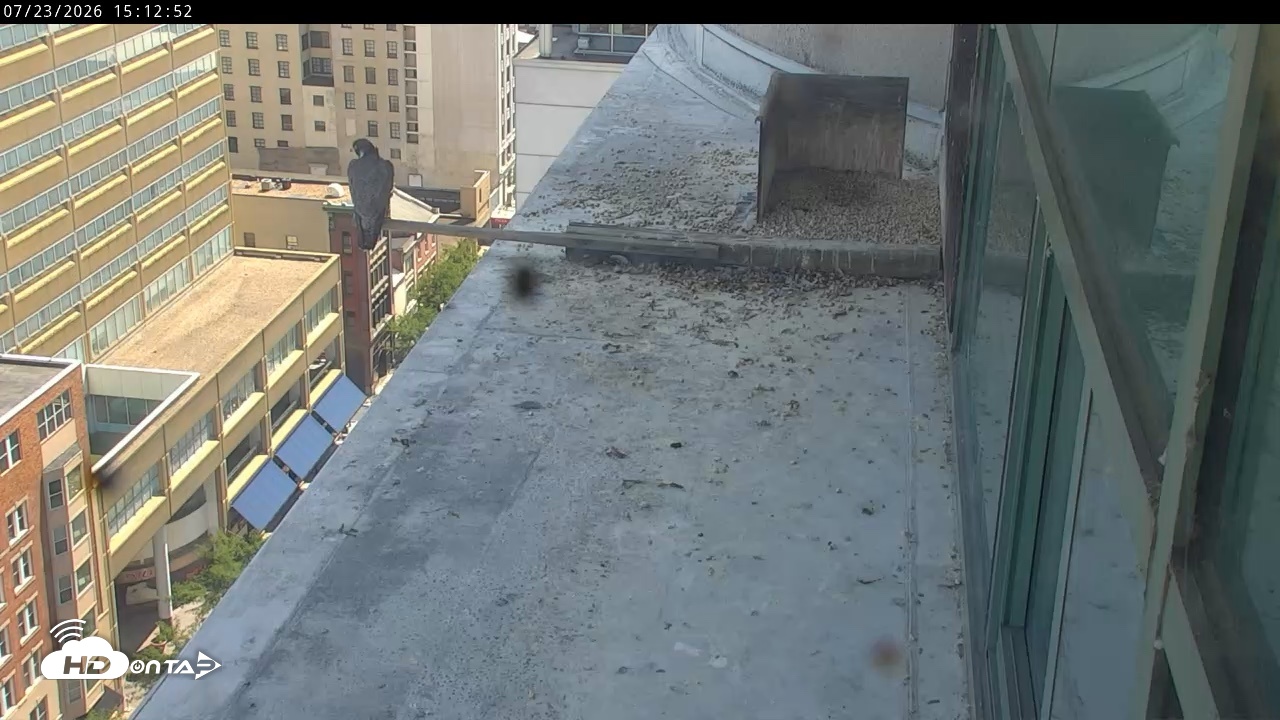 Snapshot of PA Peregrine Falcon Cam Live Webcam taken Jul 23, 2026, 3:06pm EDT