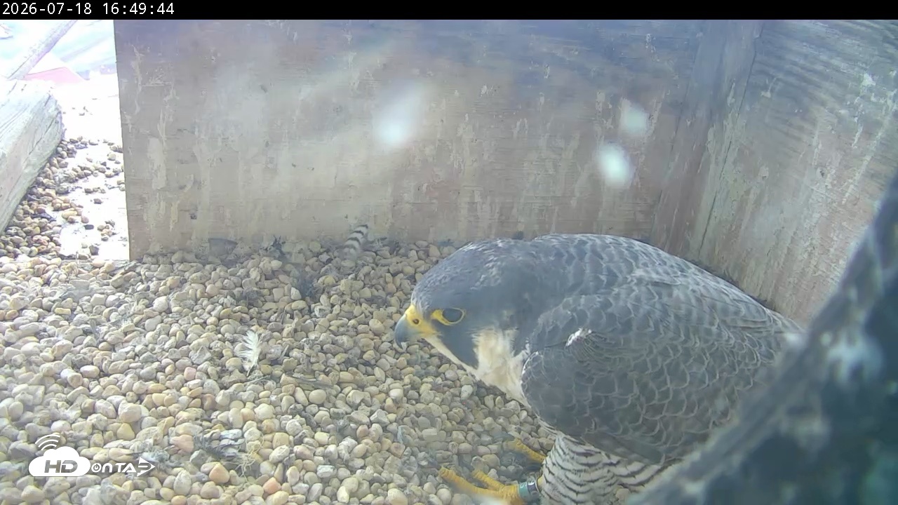 Snapshot of PA Peregrine Falcon Cam Live Webcam taken Jul 18, 2026, 4:41pm EDT