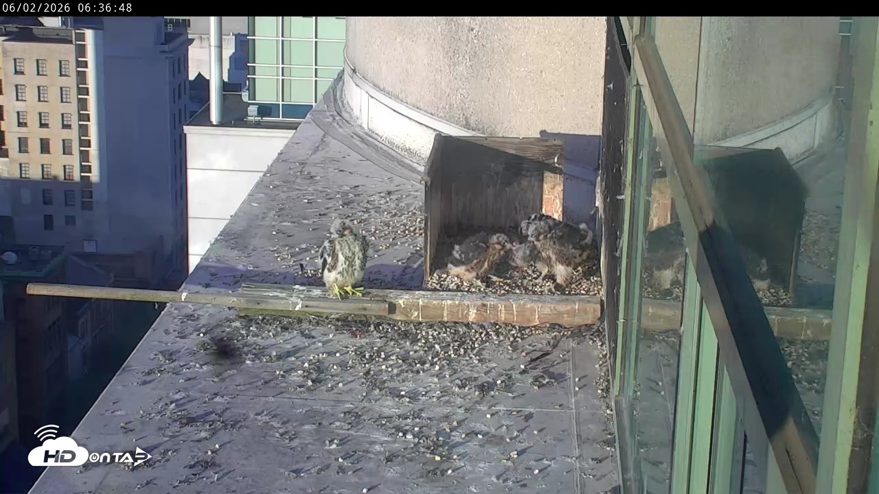 Snapshot of PA Peregrine Falcon Cam Live Webcam taken Jun 2, 2026, 6:31am EDT