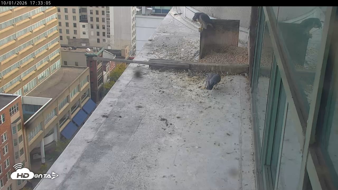 Snapshot of PA Peregrine Falcon Cam Live Webcam taken Oct 1, 2026, 5:30pm EDT
