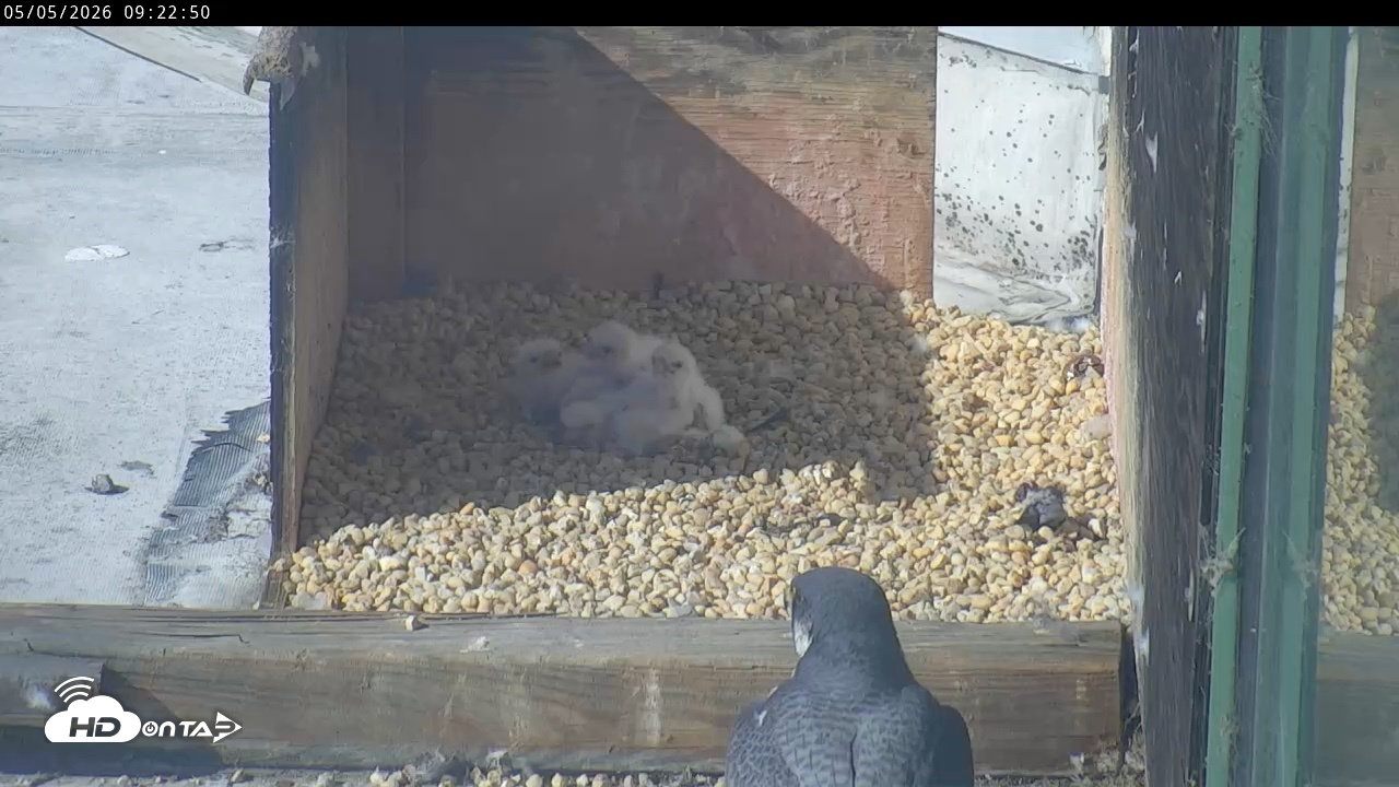 Snapshot of PA Peregrine Falcon Cam Live Webcam taken May 5, 2026, 9:15am EDT