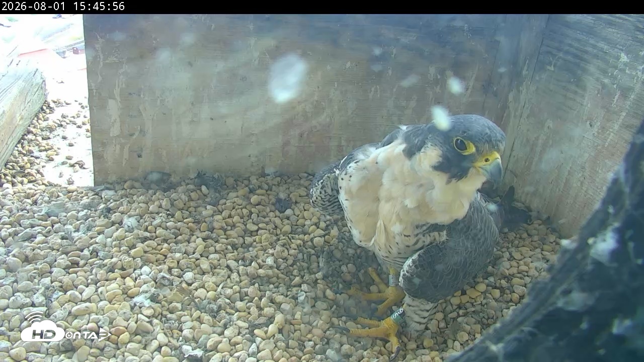 Snapshot of PA Peregrine Falcon Cam Live Webcam taken Aug 1, 2026, 3:38pm EDT