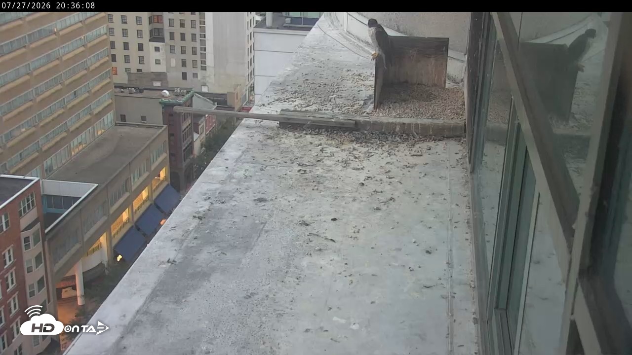 Snapshot of PA Peregrine Falcon Cam Live Webcam taken Jul 27, 2026, 8:30pm EDT