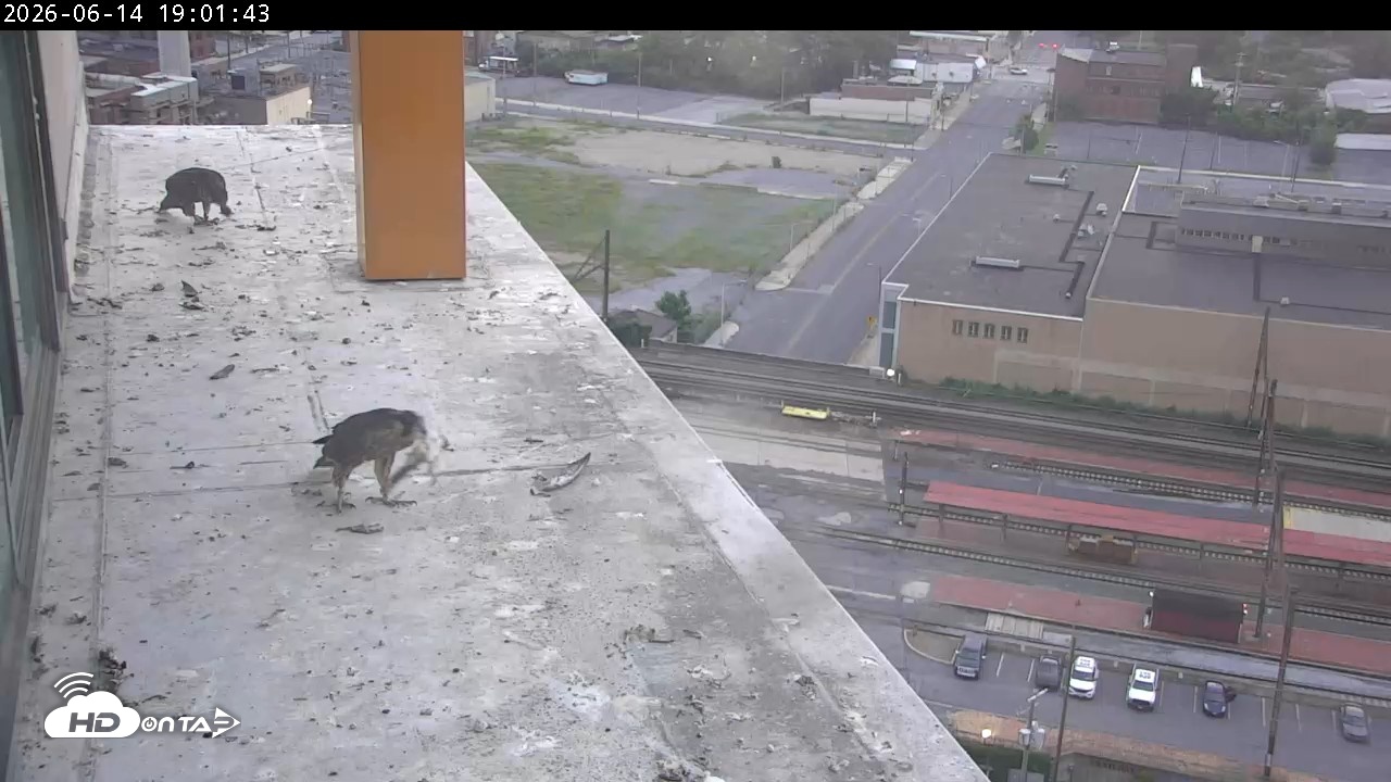 Snapshot of PA Peregrine Falcon Cam Live Webcam taken Jun 14, 2026, 7:14pm EDT