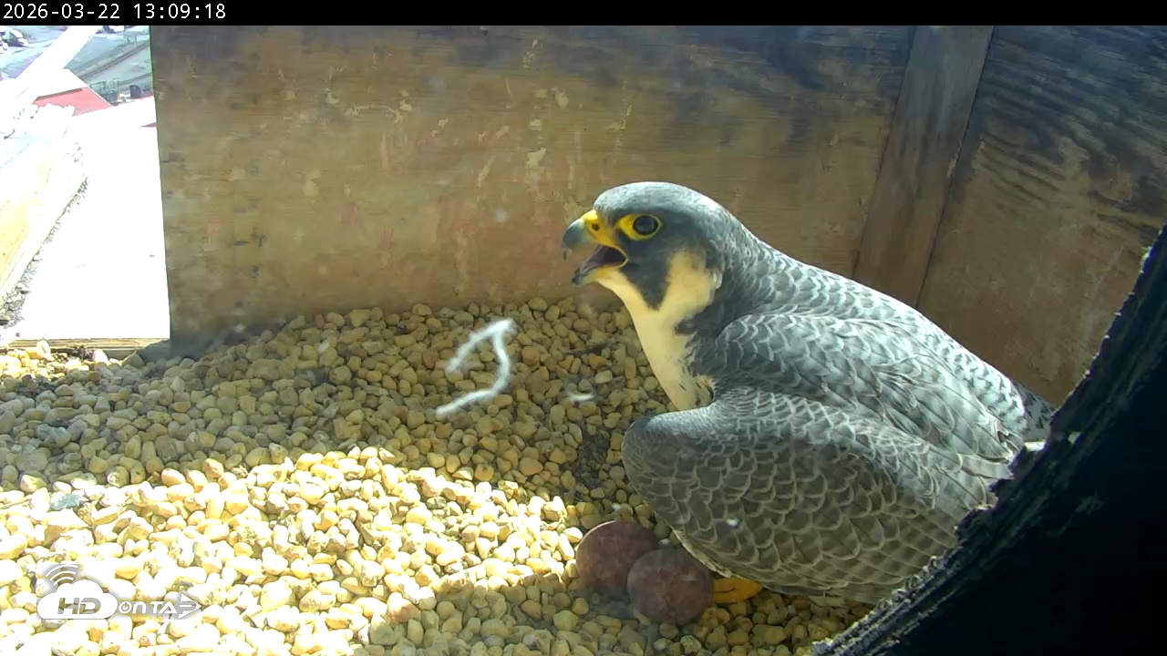 Snapshot of PA Peregrine Falcon Cam Live Webcam taken Mar 22, 2026, 1:01pm EDT