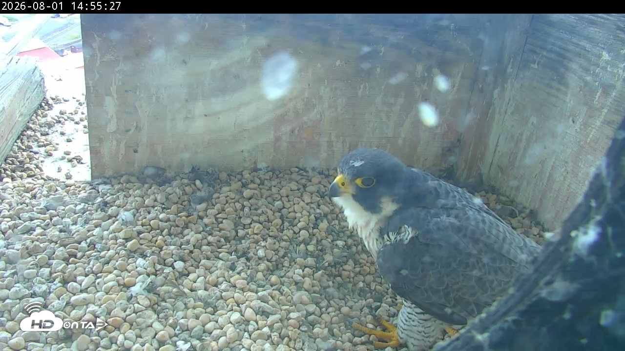 Snapshot of PA Peregrine Falcon Cam Live Webcam taken Aug 1, 2026, 2:48pm EDT