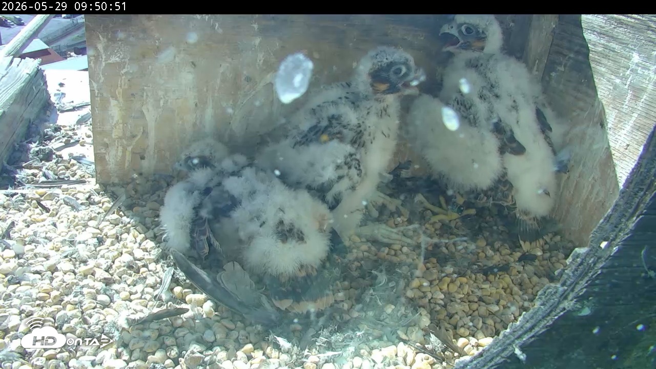 Snapshot of PA Peregrine Falcon Cam Live Webcam taken May 29, 2026, 9:44am EDT