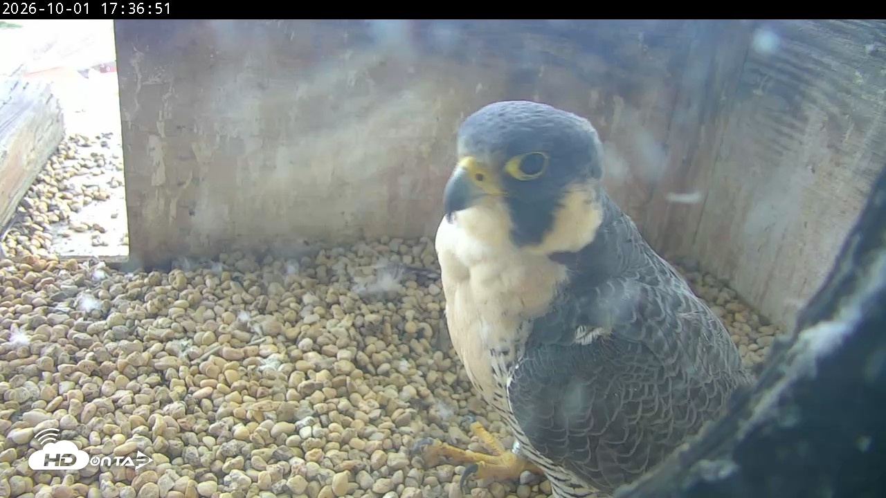 Snapshot of PA Peregrine Falcon Cam Live Webcam taken Oct 1, 2026, 5:32pm EDT