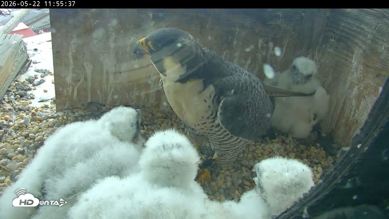 Snapshot of PA Peregrine Falcon Cam Live Webcam taken May 22, 2026, 11:48am EDT
