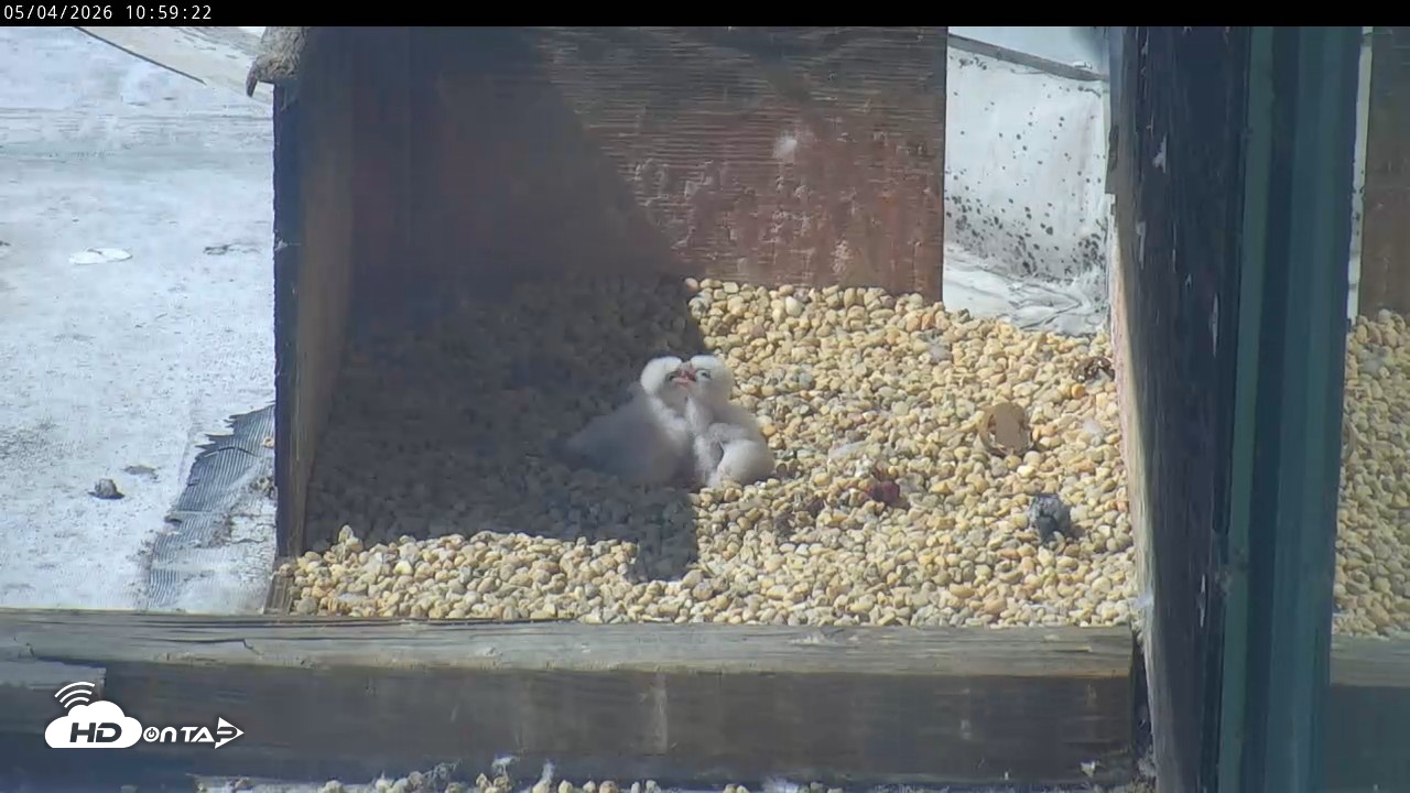 Snapshot of PA Peregrine Falcon Cam Live Webcam taken May 4, 2026, 10:52am EDT