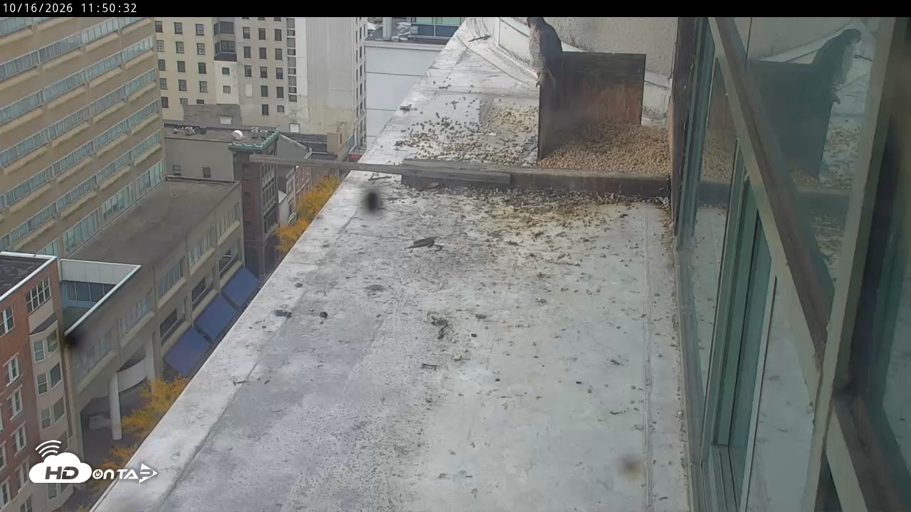 Snapshot of PA Peregrine Falcon Cam Live Webcam taken Oct 16, 2026, 11:48am EDT