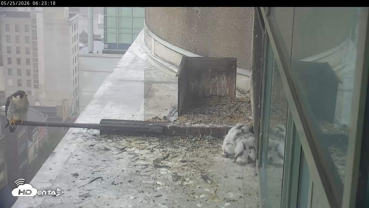 Snapshot of PA Peregrine Falcon Cam Live Webcam taken May 25, 2026, 6:17am EDT