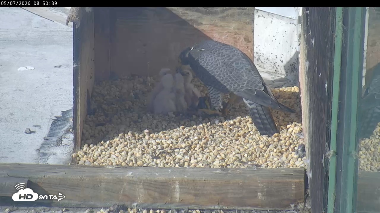 Snapshot of PA Peregrine Falcon Cam Live Webcam taken May 7, 2026, 8:43am EDT
