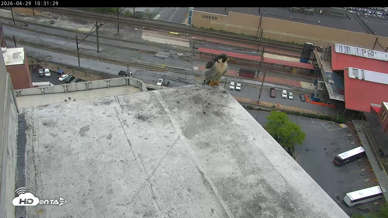 Snapshot of PA Peregrine Falcon Cam Live Webcam taken Apr 29, 2026, 10:18am EDT
