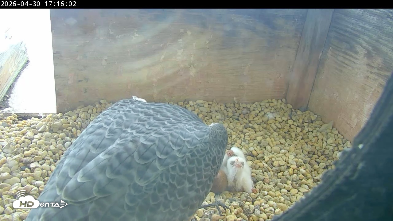 Snapshot of PA Peregrine Falcon Cam Live Webcam taken Apr 30, 2026, 5:08pm EDT