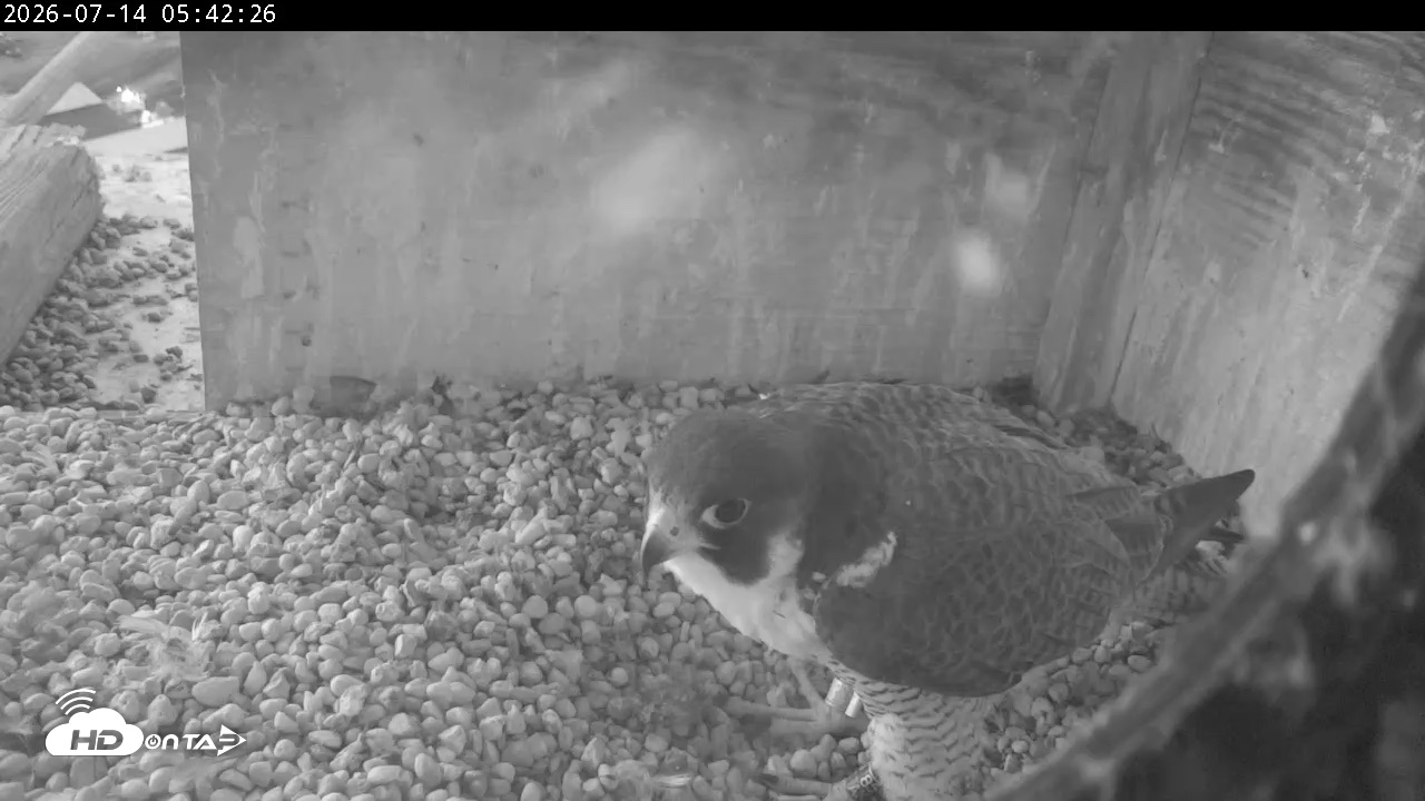 Snapshot of PA Peregrine Falcon Cam Live Webcam taken Jul 14, 2026, 5:34am EDT