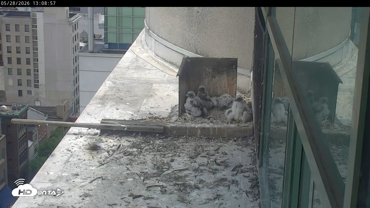 Snapshot of PA Peregrine Falcon Cam Live Webcam taken May 28, 2026, 1:02pm EDT