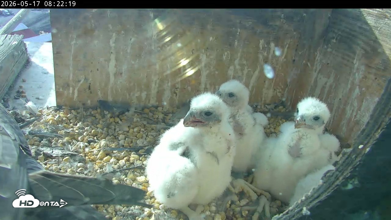 Snapshot of PA Peregrine Falcon Cam Live Webcam taken May 17, 2026, 8:16am EDT