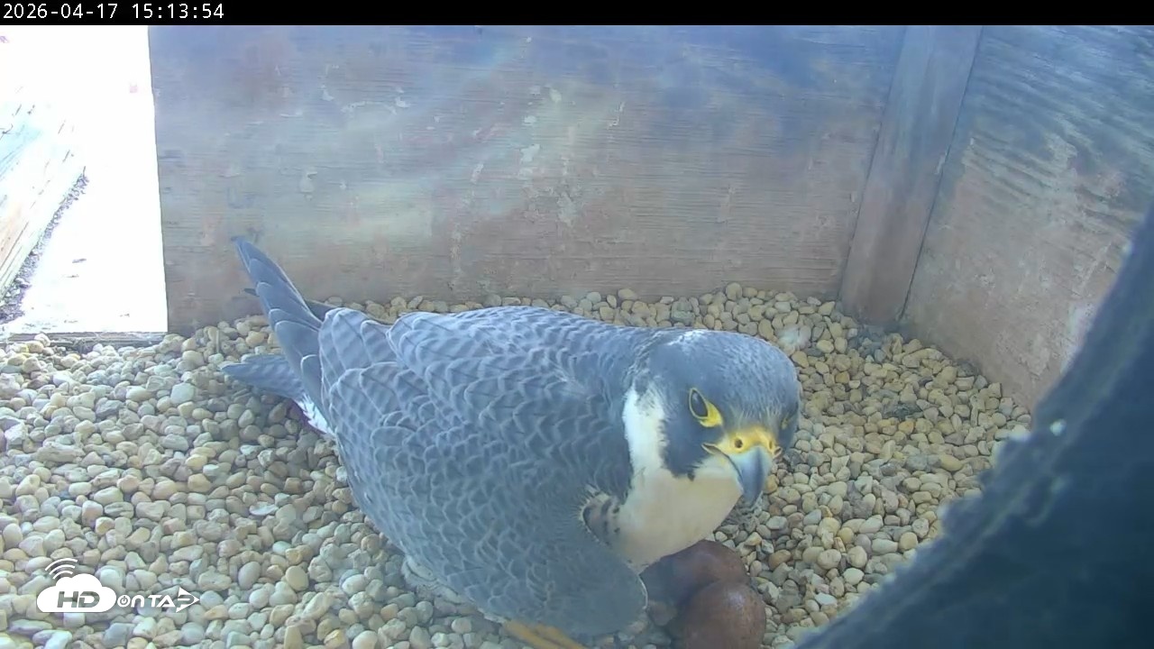 Snapshot of PA Peregrine Falcon Cam Live Webcam taken Apr 17, 2026, 3:06pm EDT