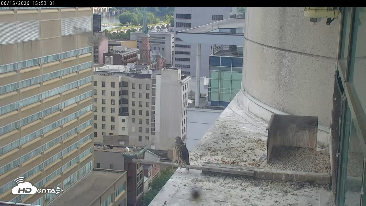 Snapshot of PA Peregrine Falcon Cam Live Webcam taken Jun 15, 2026, 3:48pm EDT