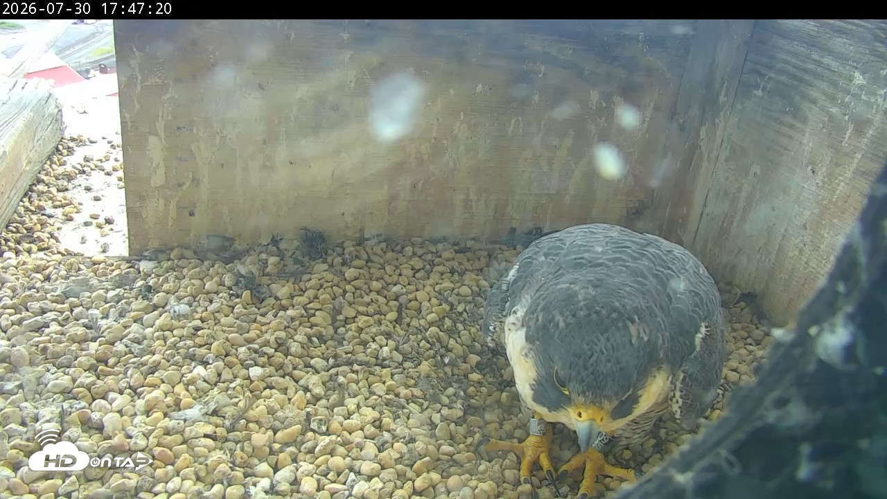 Snapshot of PA Peregrine Falcon Cam Live Webcam taken Jul 30, 2026, 5:40pm EDT