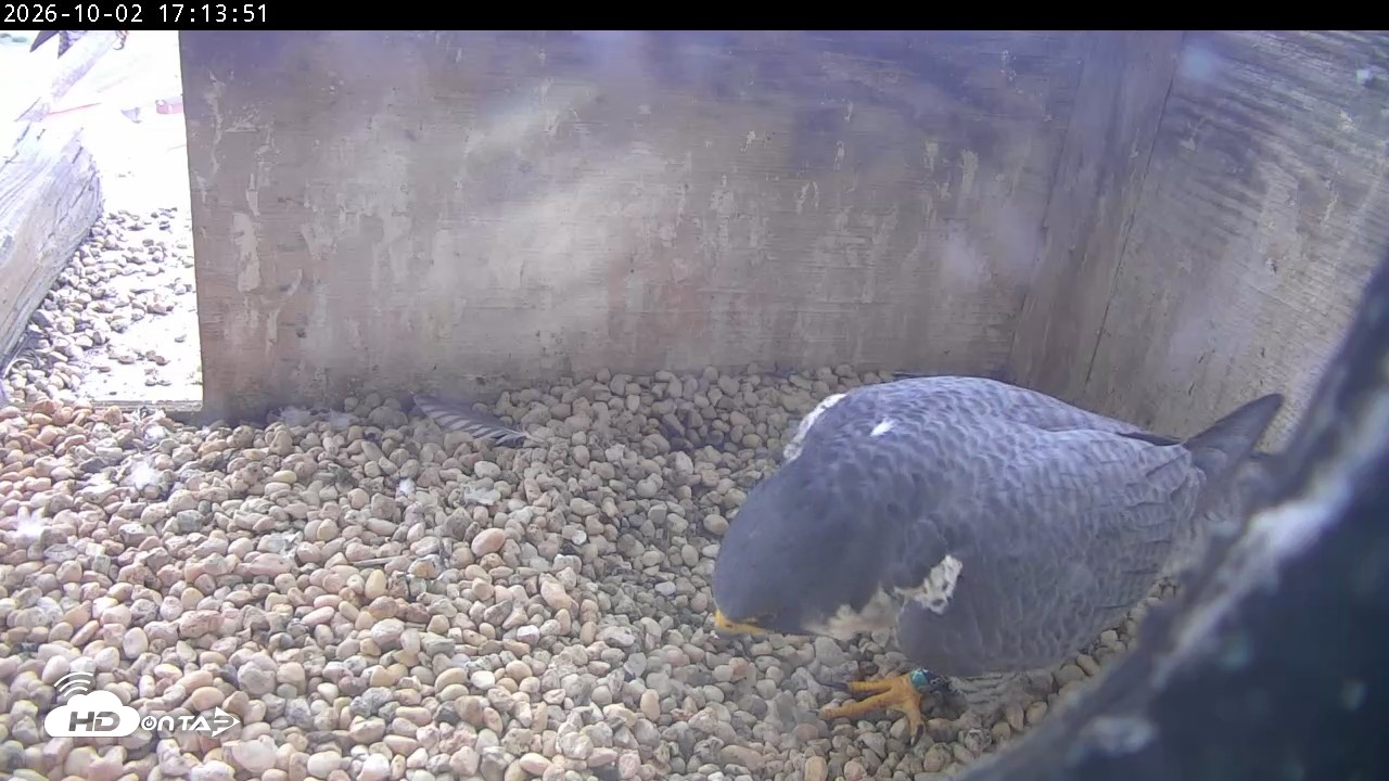 Snapshot of PA Peregrine Falcon Cam Live Webcam taken Oct 2, 2026, 5:09pm EDT