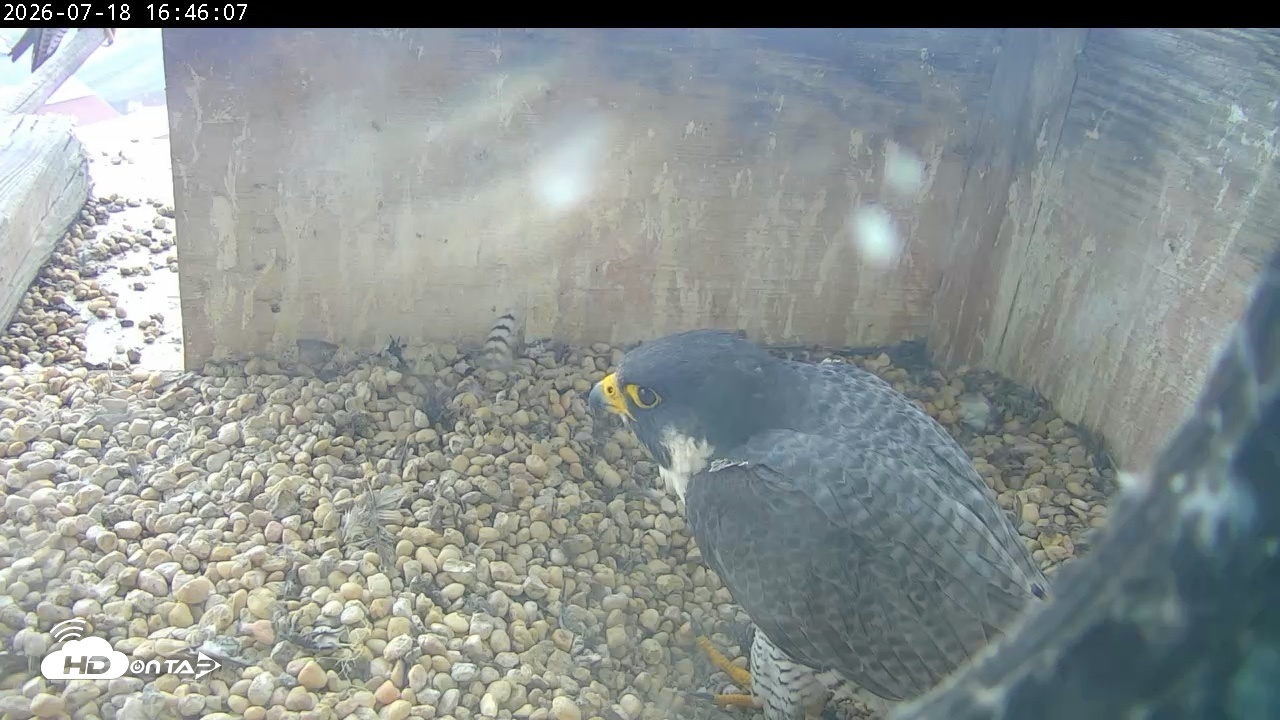 Snapshot of PA Peregrine Falcon Cam Live Webcam taken Jul 18, 2026, 4:38pm EDT