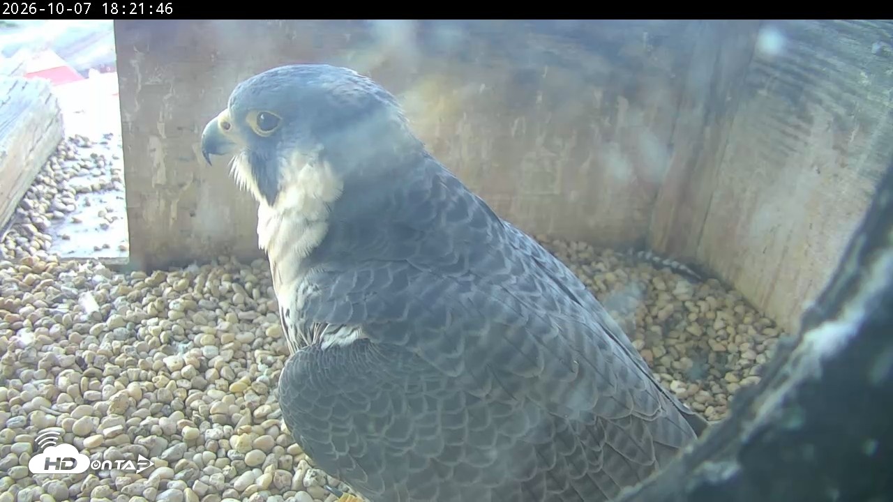 Snapshot of PA Peregrine Falcon Cam Live Webcam taken Oct 7, 2026, 6:17pm EDT