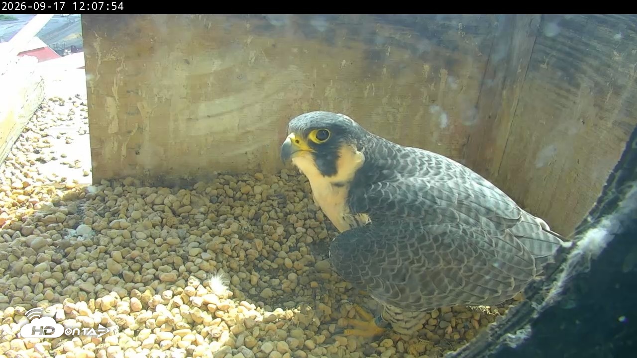 Snapshot of PA Peregrine Falcon Cam Live Webcam taken Sep 17, 2026, 12:03pm EDT