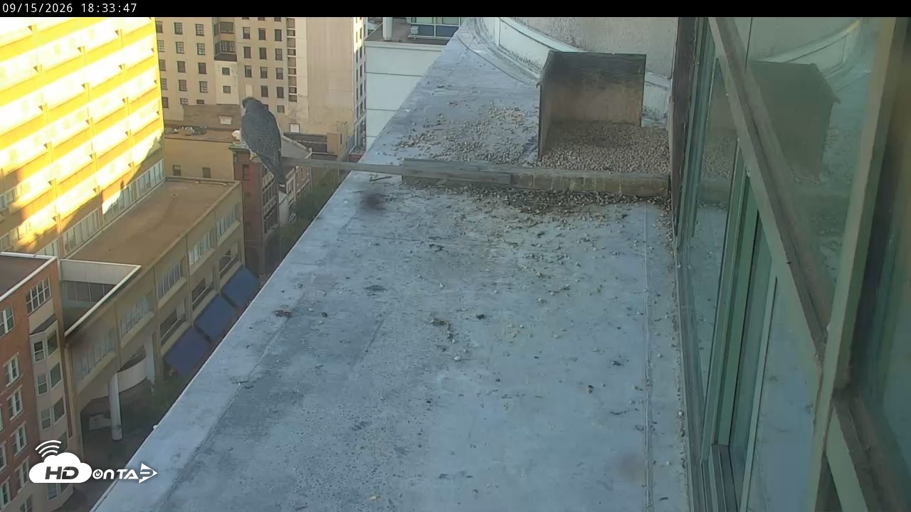 Snapshot of PA Peregrine Falcon Cam Live Webcam taken Sep 15, 2026, 6:30pm EDT