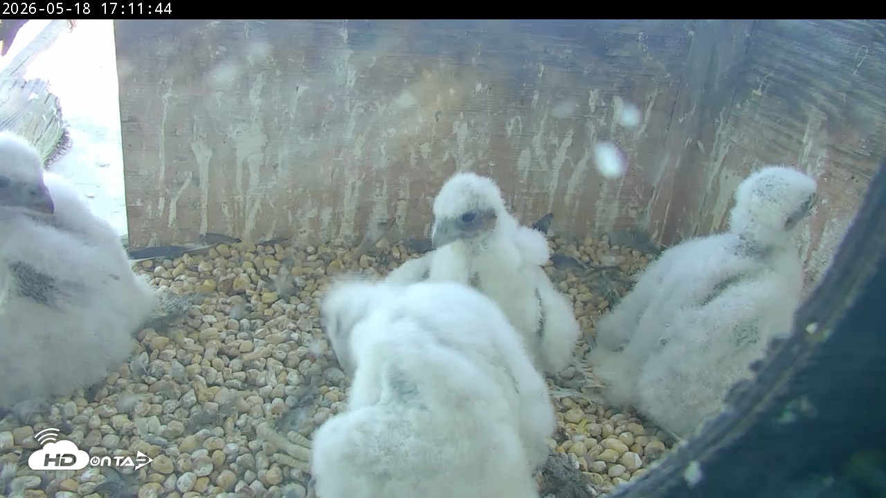 Snapshot of PA Peregrine Falcon Cam Live Webcam taken May 18, 2026, 5:04pm EDT