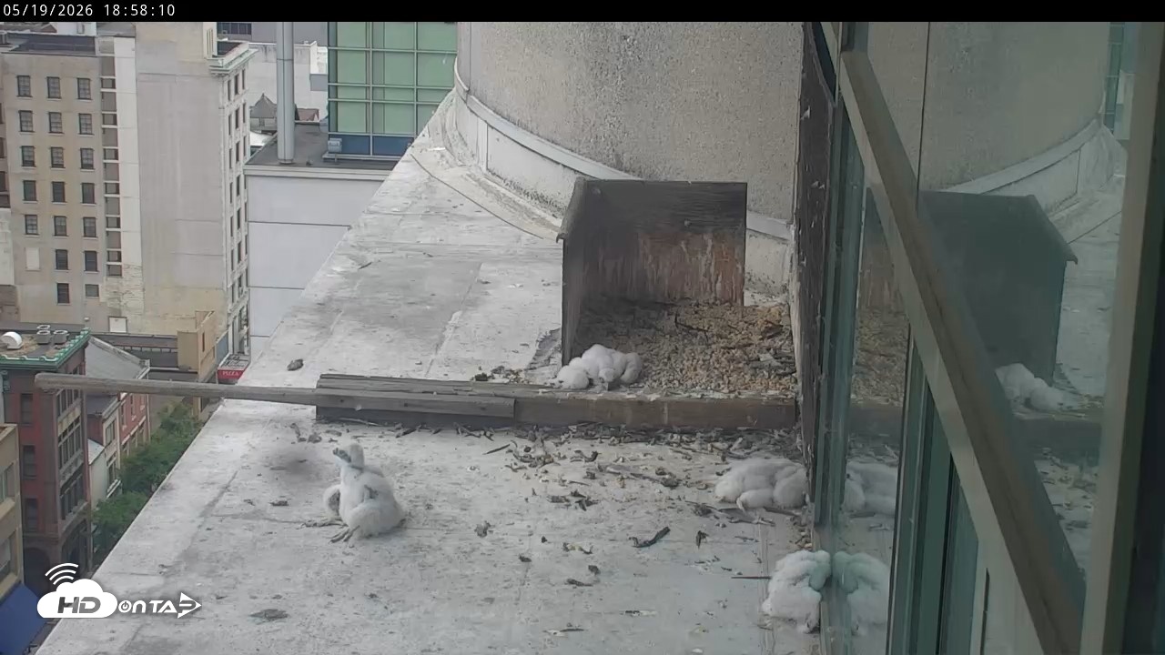 Snapshot of PA Peregrine Falcon Cam Live Webcam taken May 19, 2026, 6:51pm EDT