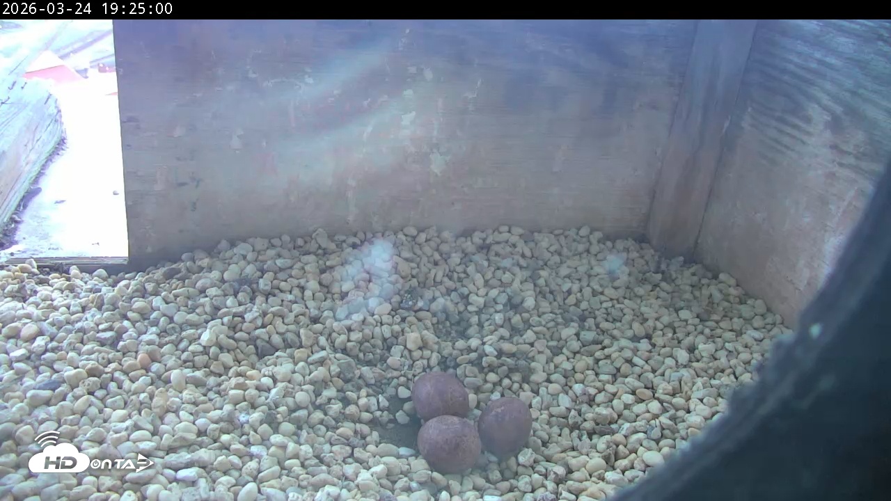 Snapshot of PA Peregrine Falcon Cam Live Webcam taken Mar 24, 2026, 7:17pm EDT