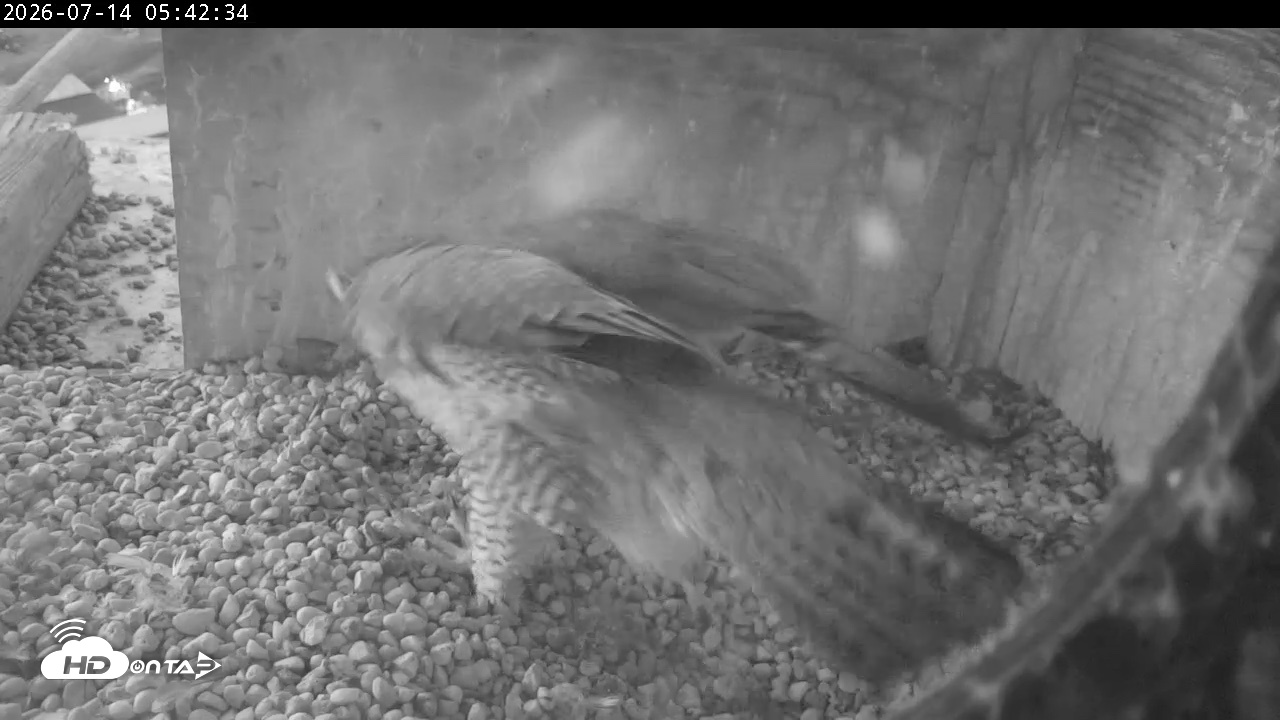Snapshot of PA Peregrine Falcon Cam Live Webcam taken Jul 14, 2026, 5:34am EDT