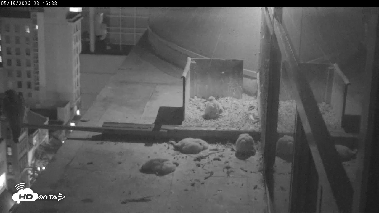 Snapshot of PA Peregrine Falcon Cam Live Webcam taken May 19, 2026, 11:40pm EDT