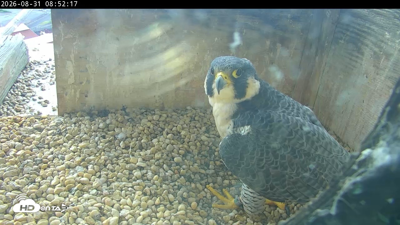 Snapshot of PA Peregrine Falcon Cam Live Webcam taken Aug 31, 2026, 8:46am EDT