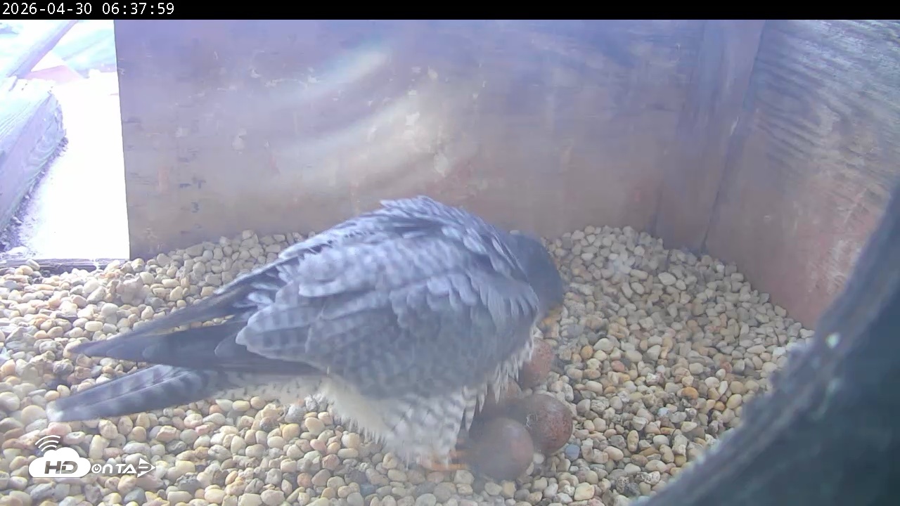Snapshot of PA Peregrine Falcon Cam Live Webcam taken Apr 30, 2026, 6:30am EDT
