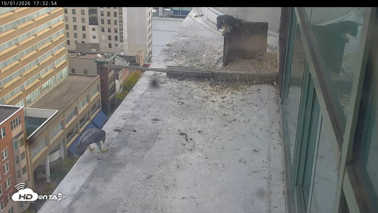 Snapshot of PA Peregrine Falcon Cam Live Webcam taken Oct 1, 2026, 5:30pm EDT