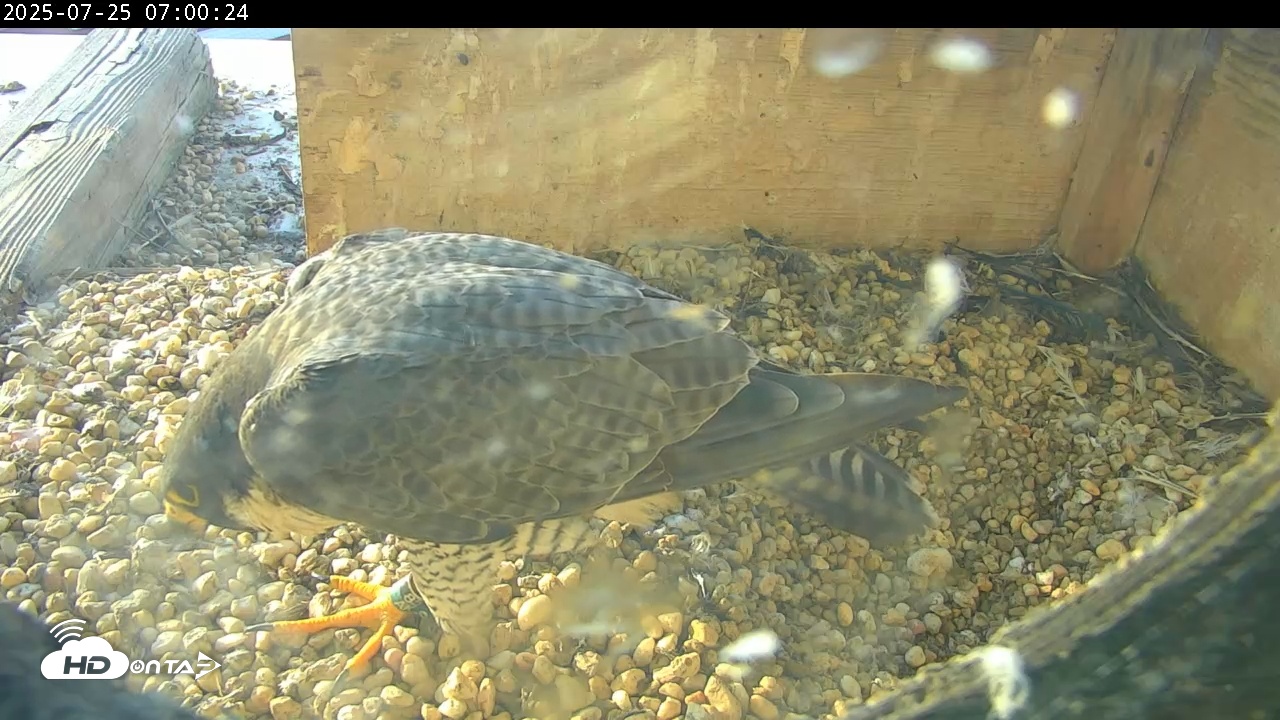Snapshot of PA Peregrine Falcon Cam Live Webcam taken Jul 25, 2025, 7:03am EDT