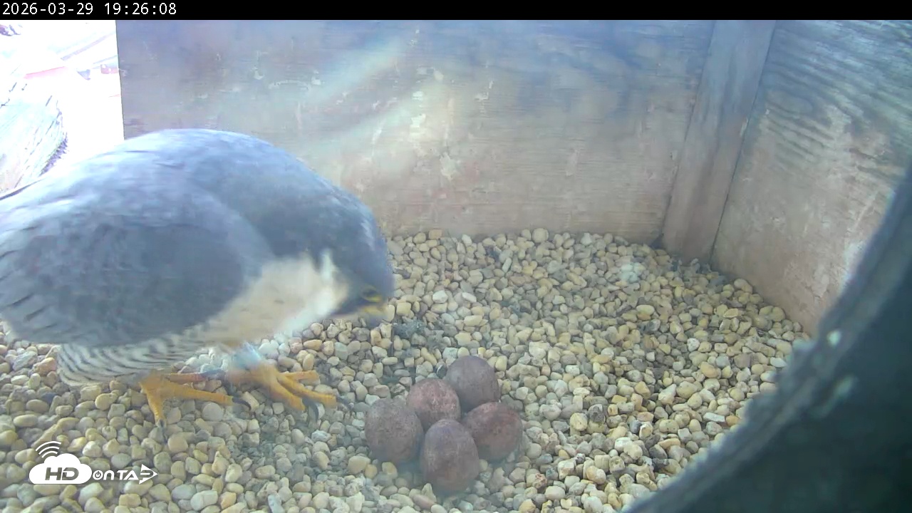 Snapshot of PA Peregrine Falcon Cam Live Webcam taken Mar 29, 2026, 7:18pm EDT